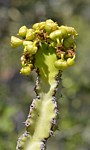 Euphorbia sp Kasigau GPS183 Kenya 2014_1640.jpg